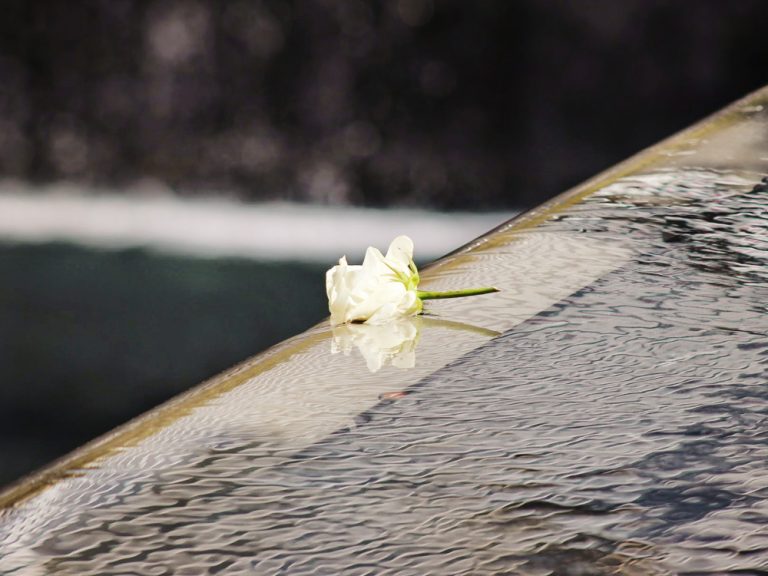 flower on water at the ground zero memorial pool
